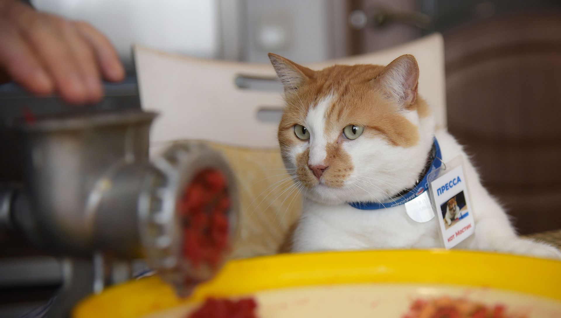 Депутат Государственной Думы от Крыма Светалана Савченко и кот Мостик готовят аджику по крымскому рецепту Депутат Государственной Думы от Крыма Светалана Савченко и кот Мостик готовят аджику по крымскому рецепту - РИА Новости, 1920, 18.10.2020