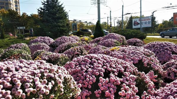 В Симферополе на транспортных кольцах высаживают осенние цветы