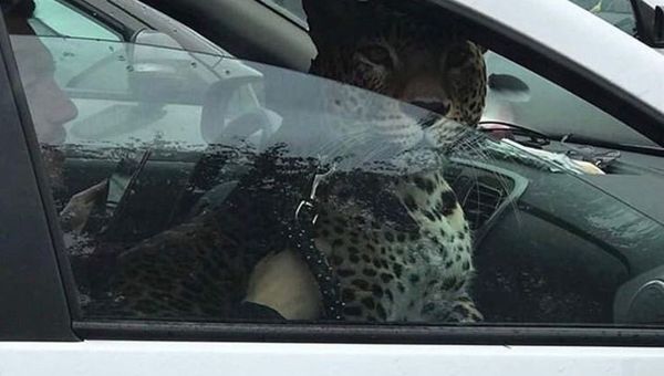 Леопард в одном из такси Казани