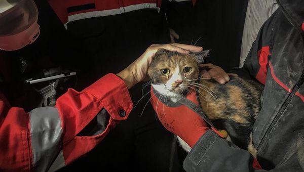 Спасенная кошка