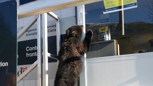 Медведь на границе