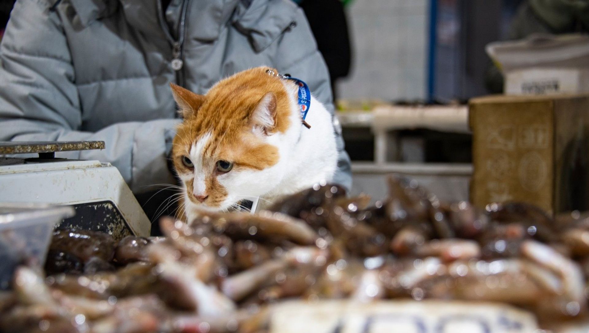 Кот Мостик проверяет рыбный рынок Керчи. Кот Мостик проверяет рыбный рынок Керчи. - РИА Новости, 1920, 26.11.2020
