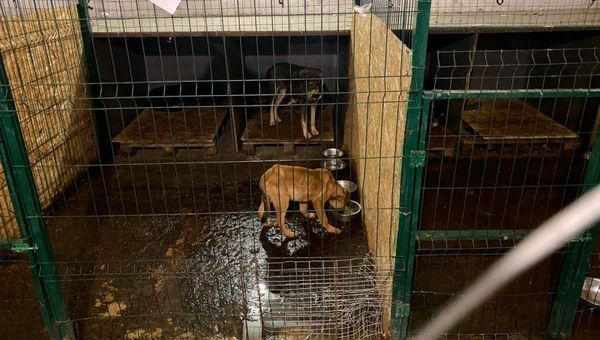 Приют для собак в Севастополе Приют для собак в Севастополе
