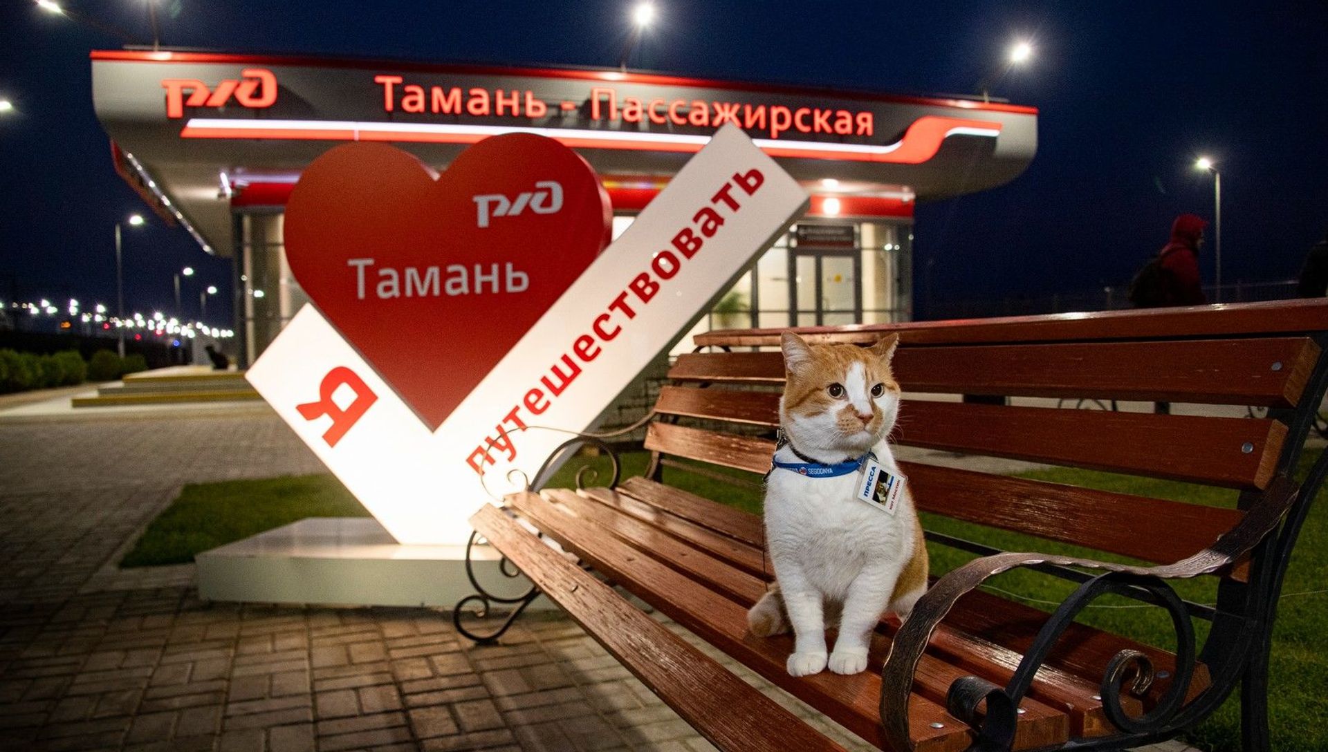 Кот Мостик инспектирует рельсовый автобус Керчь - Тамань - РИА Новости, 1920, 06.12.2020