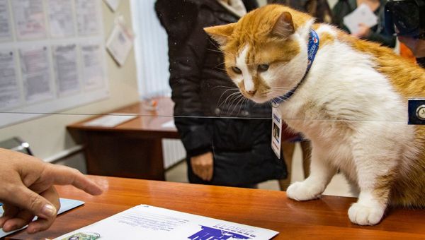 Кот мостик получил на почте письмо из Москвы