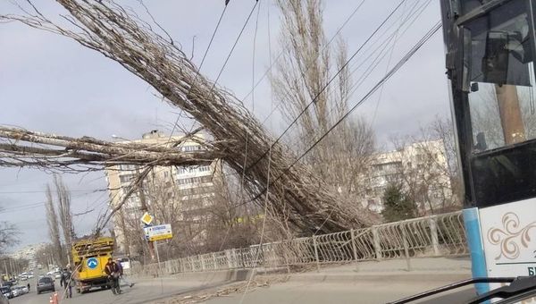 Упавшее дерево в Симферополе