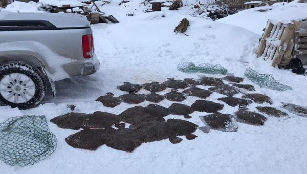 В Черноморском рыбаки заработали уголовное дело за добычу камбалы В Черноморском рыбаки заработали уголовное дело за добычу камбалы
