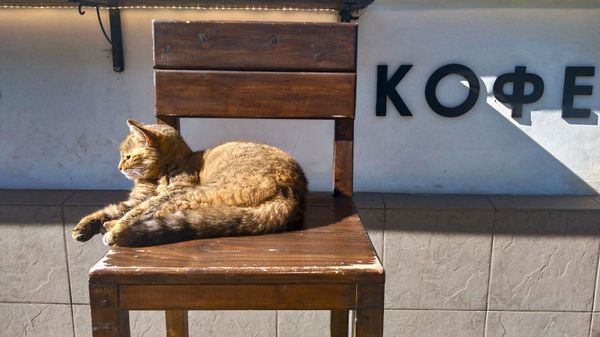 Кот на стуле