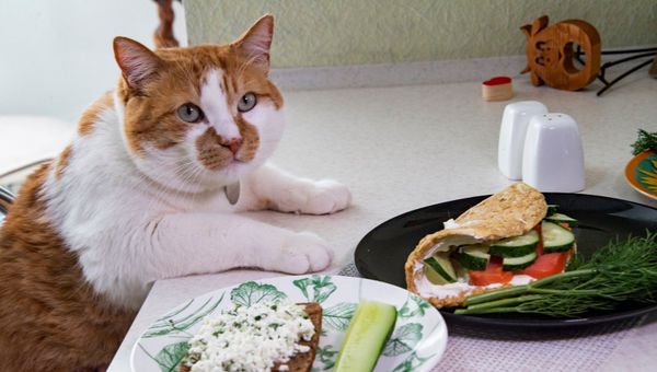 Кот Мостик приготовил блюда здоровой кухни