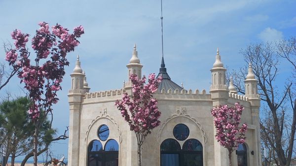 цветущая сакура на Матросском бульваре в Севастополе
