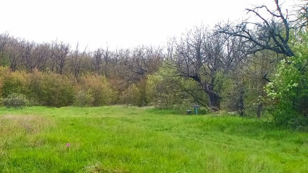 Поляна в лесу, Мекензиевы горы