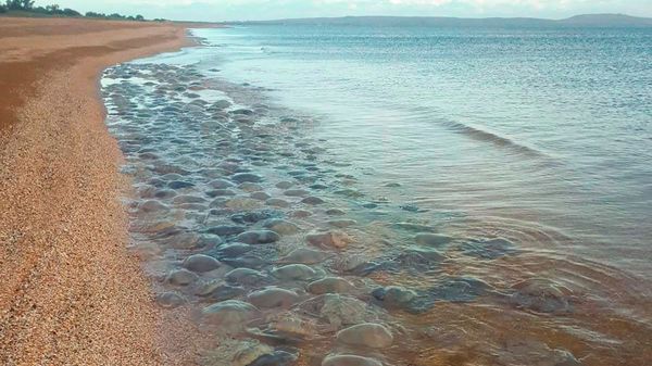 Медузы в Азовском море Медузы в Азовском море