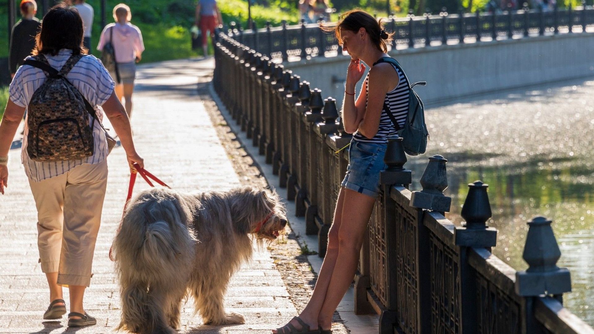 Собака на прогулке в центре Симферополя Собака на прогулке в центре Симферополя - РИА Новости, 1920, 02.04.2023