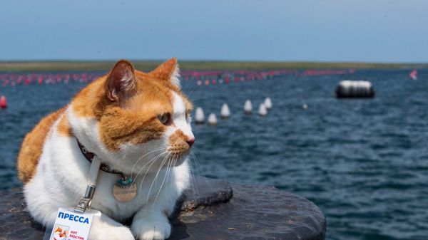 Кот Мостик на устричной ферме