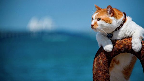 Кот Мостик
