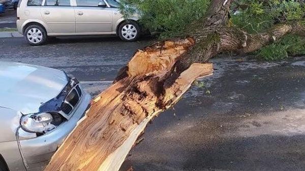 Упавшее дерево 