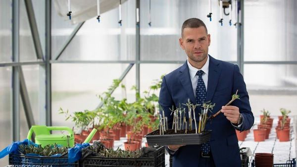 Лох серебристый поможет оливке пережить суровую зиму