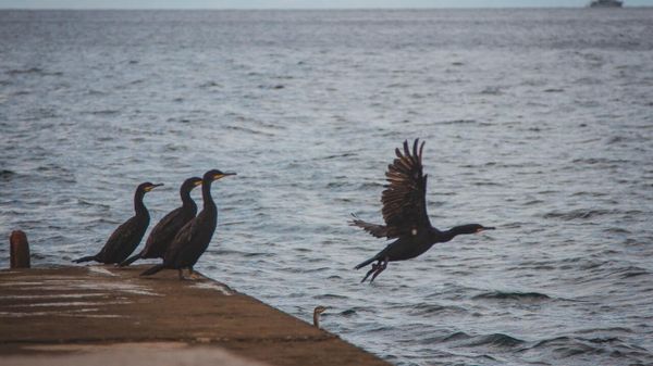 Птицы у моря