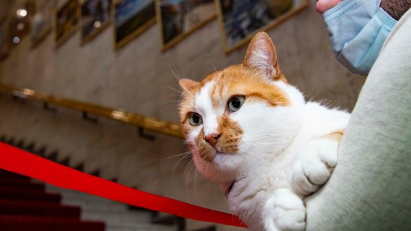 Кот Мостик на открытии выставки 