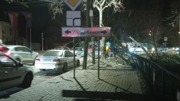 Упавшее дерево