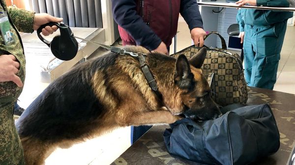 Работа кинологов на пограничном пункте пропуска в Крыму