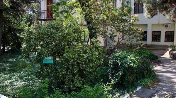 Цветение в ботаническом саду Карадагской научной станции Цветение в ботаническом саду Карадагской научной станции