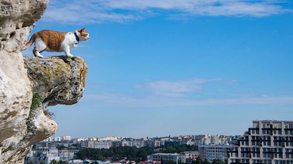 Кот Мостик на Петровских скалах