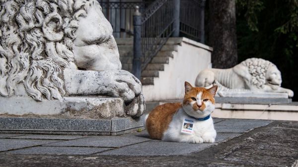 Кот Мостик около львов в Воронцовском парке
