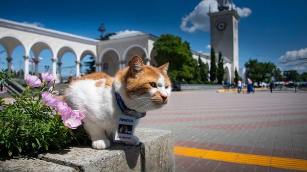 Кот Мостик на вокзале в Симферополе