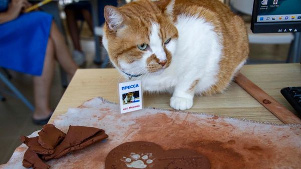 Кот Мостик в Орленке