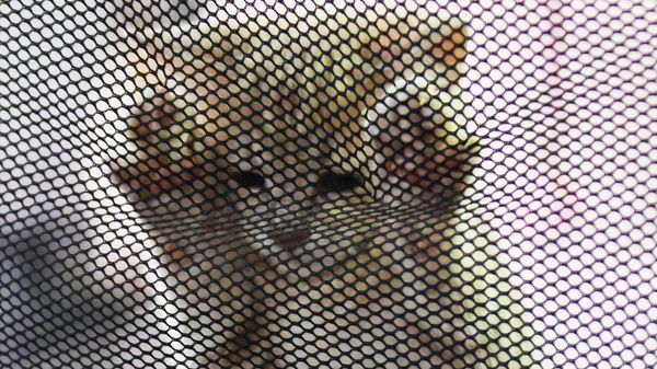 Котенок в переноске Котенок в переноске