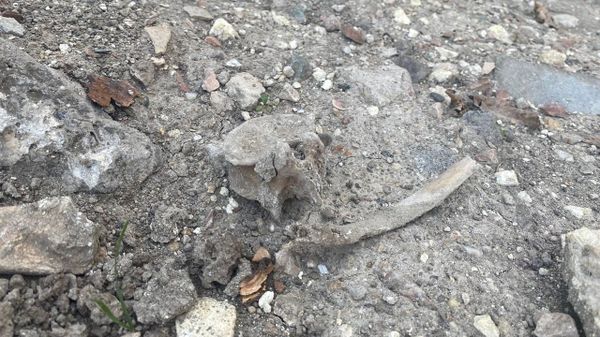 В Симферополе на перекрестке улиц Чехова и Караимской во время земляных работ обнаружили фрагменты человеческих останков