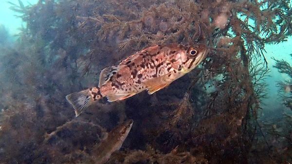 Корейский окунь в Черном море у берегов Крыма