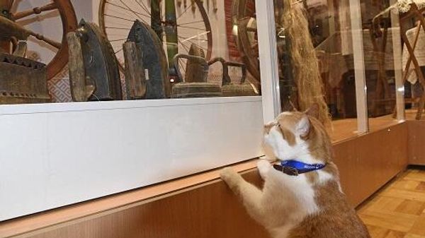 Когда я говорил про гладить, я не это имел ввиду... Кот Мостик в этнографическом музее Симферополя
