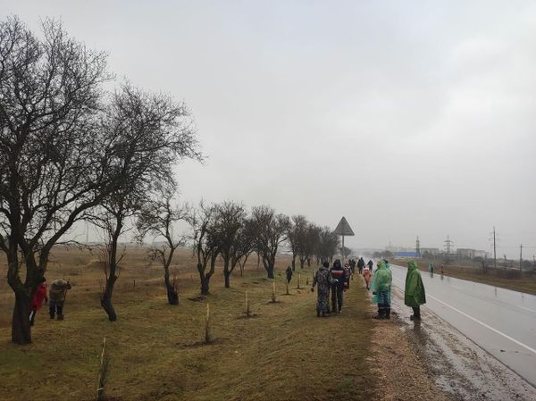 Высадка кипарисов вдоль дороги в Чероморском
