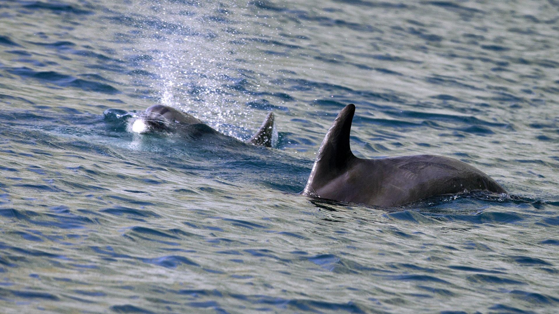 Эксперт РАН Роман Горбунов: найденные в Севастополе дельфины умерли по естественным причинам - РИА Новости, 1920, 08.02.2023