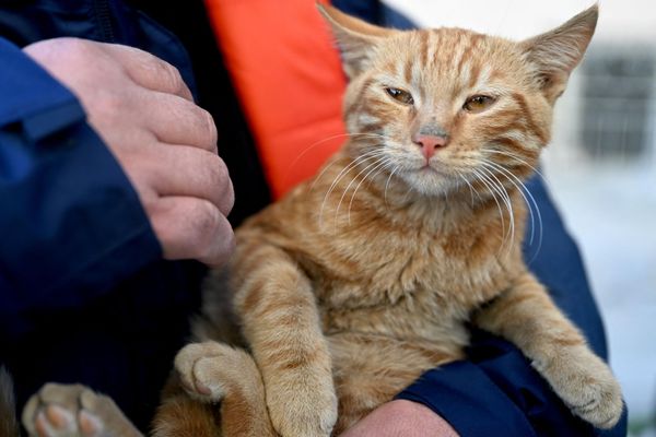 Спасатель держит кошку, которую вытащили из рухнувшего здания через 248 часов после землетрясения , в Кахраманмараше, 16 февраля