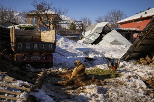 Сторожевая собака на небольшой ферме лежит на одной из коров, погибших в субботу в результате травм, полученных при землетрясении, в деревне Полат, Турция