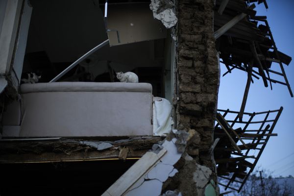 Две кошки в разрушенном доме, Турция