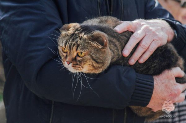 В Севастополе на пожаре спасли человека, кота и попугая