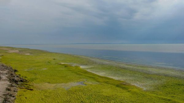 Водоросли Cladophora на заливе Сиваш