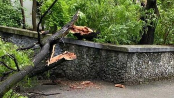 Дерево упало на женщину в Симферополе