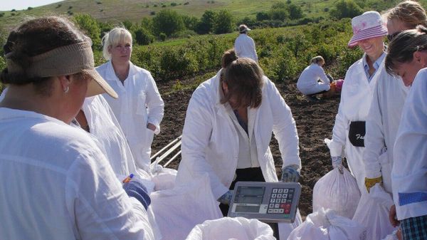 Сбор эфиромасличной розы в Крыму