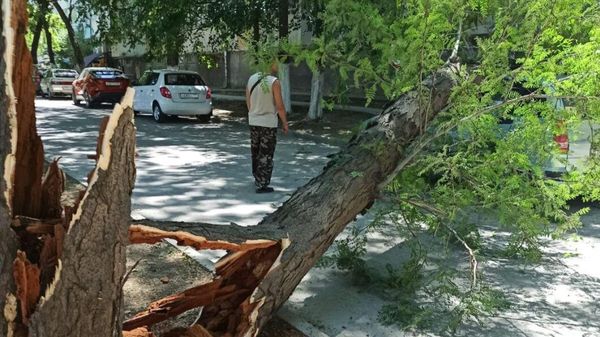 В Феодосии дерево упало на припаркованные автомобили