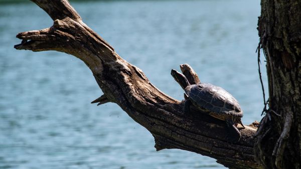 Водохранилище озерного типа Юбилейное