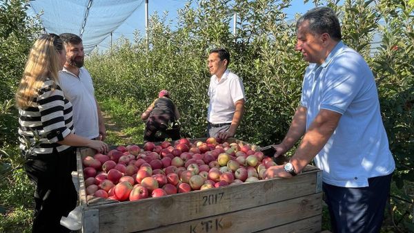 В Крыму приступили к уборке яблок
