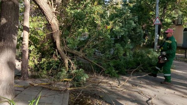 Упавшие деревья в Евпатории