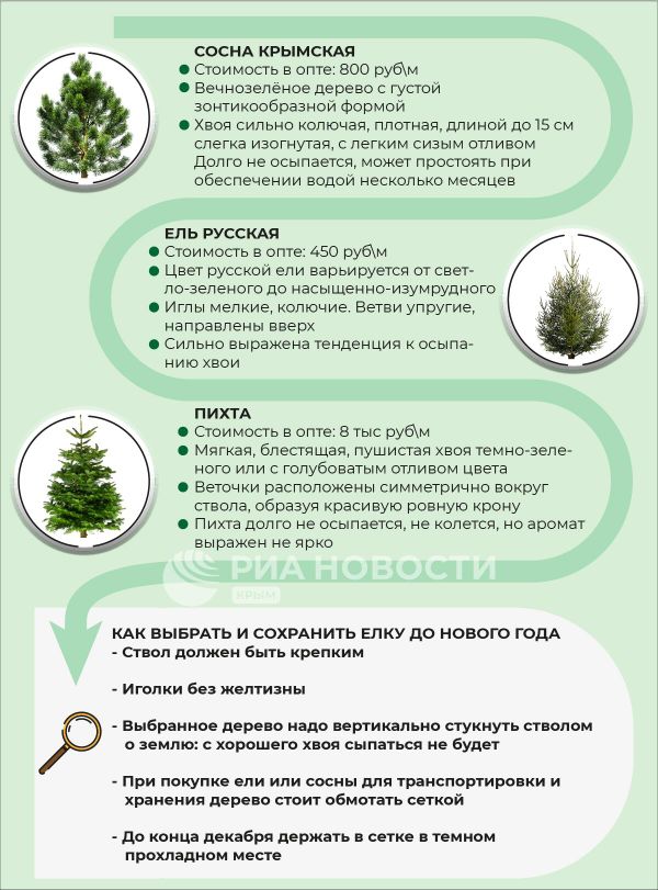  Инфографика Как выбрать елку и сохранить ее до Нового года