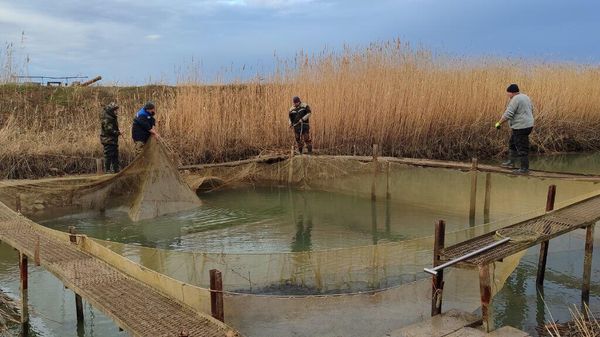За месяц в три водохранилища в Крыму выпустили мальков белого амура и белого толстолобика 