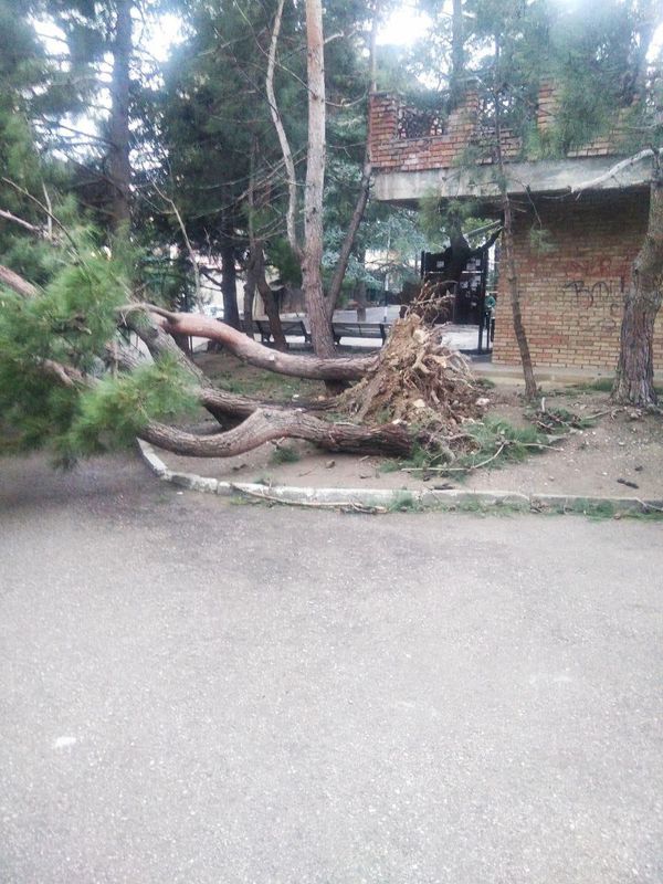 В Ялте с корнем вывернуло деревья